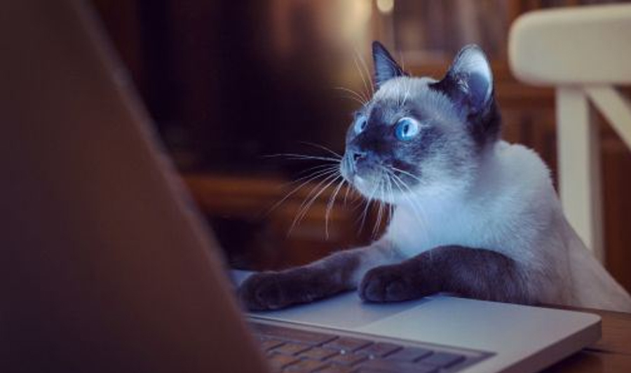 #REZIST tentaţiei alimentare și mai ales internetului